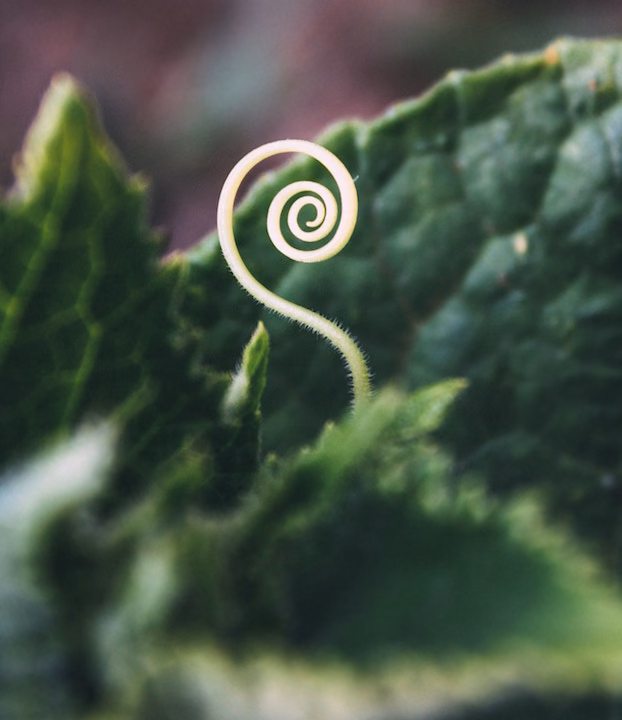 Sharesies Offer Investment Tips to Help Cultivate Your Perennial Portfolio
