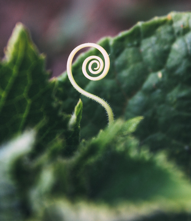 Sharesies Offer Investment Tips to Help Cultivate Your Perennial Portfolio